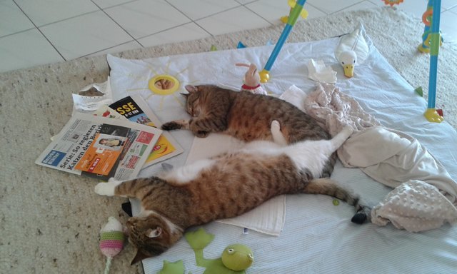 Katzenmama Carla und ihr Bub Nemo sind auf der Krabbeldecke unserer Tochter eingeschlafen.