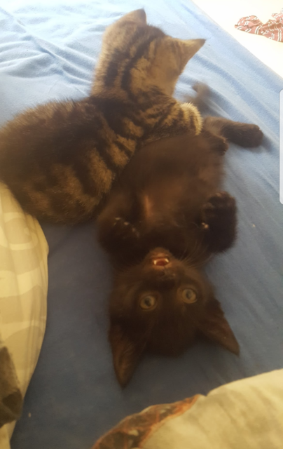 Das sind Joy und Simba sie sind Schwestern und werden im August 1 Jahr alt