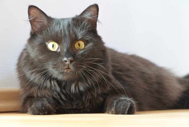 Unsere Schönheit - Blacky