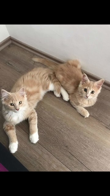 Maine Coon Simba & Nala