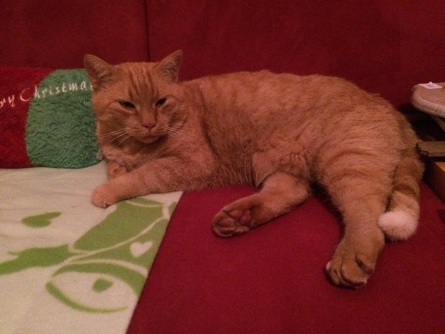 Murphy am Lieblingsplatzerl