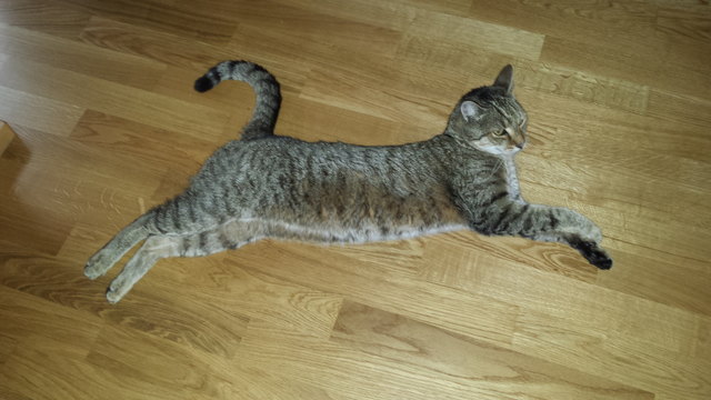 ...Rambo, der "Schaukelkater"...