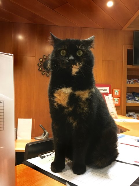 Ich bin die Hotelkatze und habe den besten Platz!