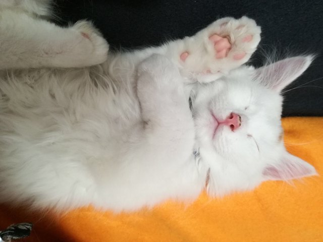 Jede Position ist die perfekte Schlafposition ❤️
