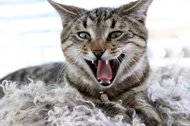 Rooooaaaar