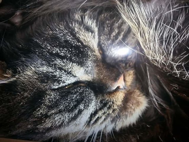 Timmy