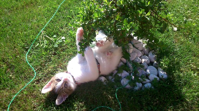 Gizmo im Garten