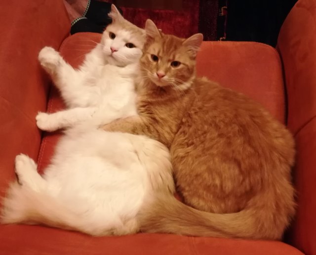 Moritz und Semi beim Kuscheln
