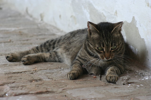 Katz & Maus