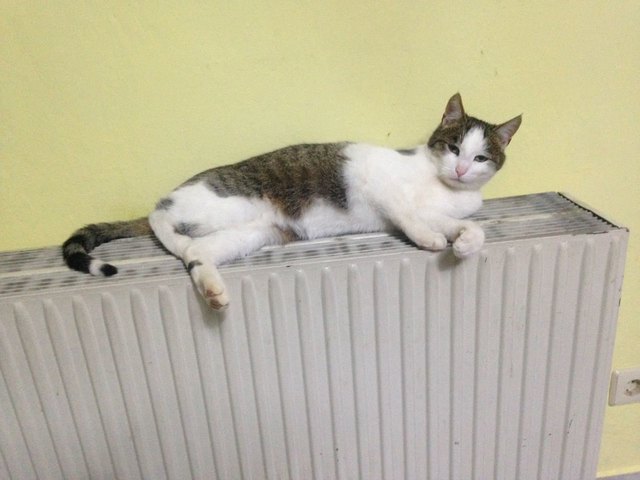 Faulenzer