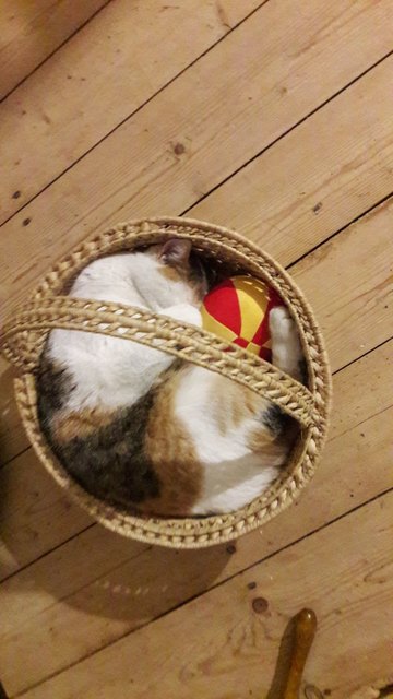 Träume süß