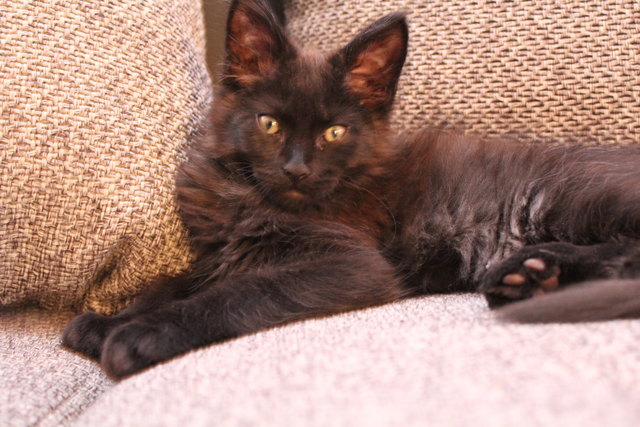 Main Coon Baghira