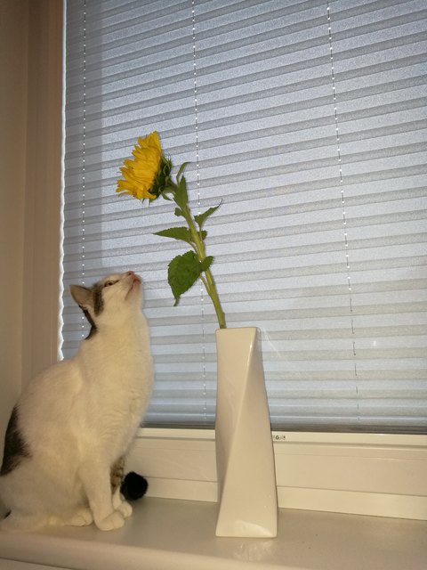 Stubsi liebt Blumen
