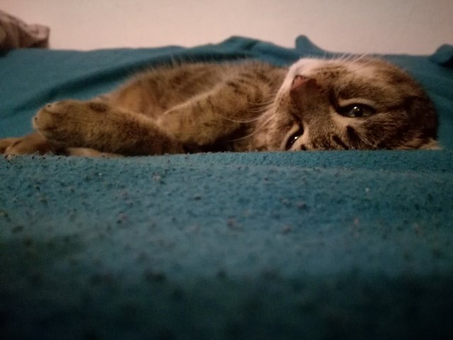 Unsere minka beim kuscheln