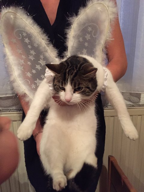 Unser süßer Tiger als Engerl