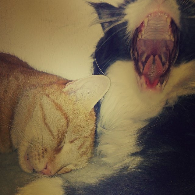 Gio und Calzifer