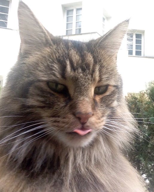 Norwegische Wildkatze