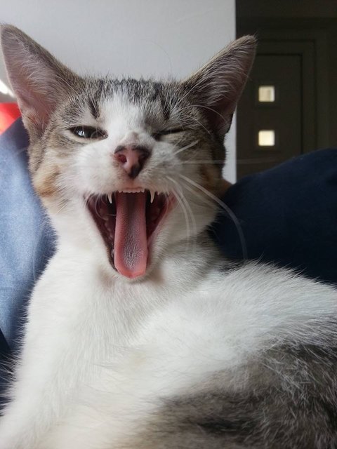 Herr Rossi, den ich von SOS Katze habe und der hoffentlich bei mir sein Glück gefunden hat :)