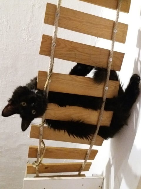 Main Coon Baghira