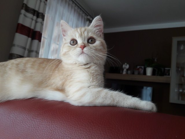 Hallo, ich bin Hazel! Eine 6 Monate alte Persermix Katze