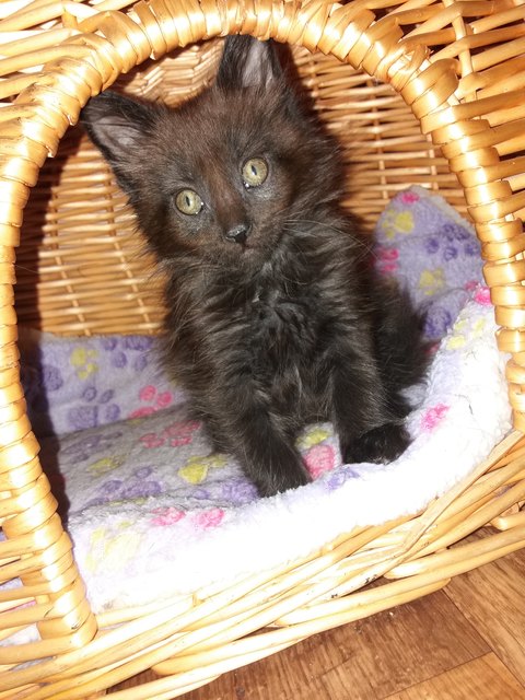 Main Coon Baghira