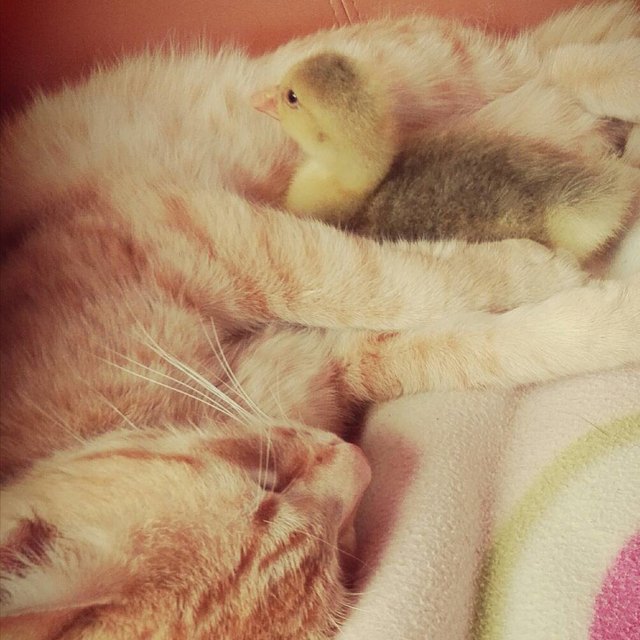 Kater Gio und Gans Edi