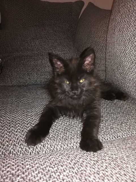 Main Coon Baghira