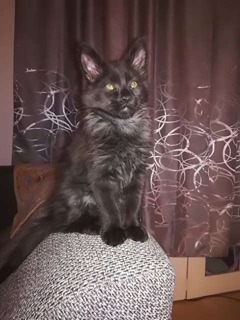 Main Coon Baghira