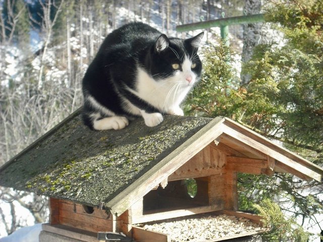 Ich bewache das Vogelhaus