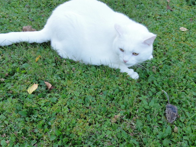 Katz und Maus