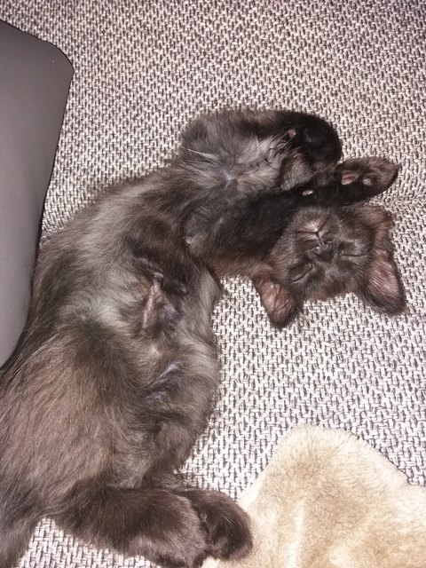 Main Coon Baghira