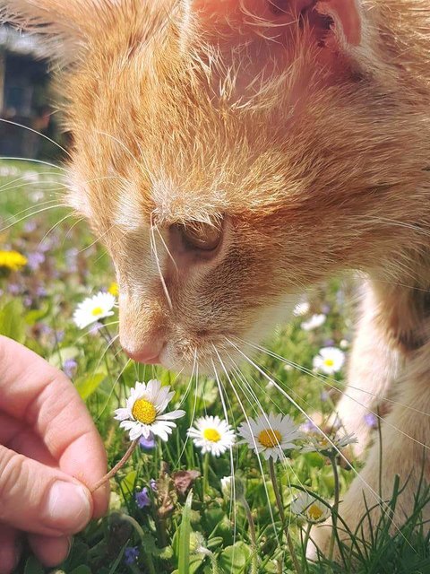Florenrino und das Gänseblümchen