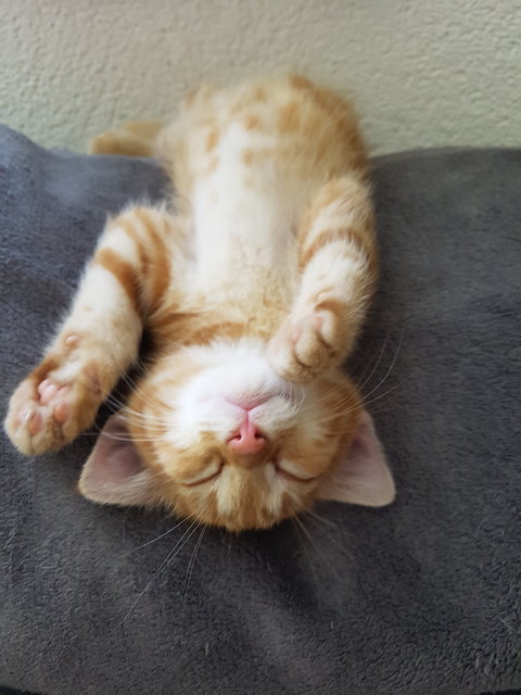 Foxis Lieblingsschlafpose