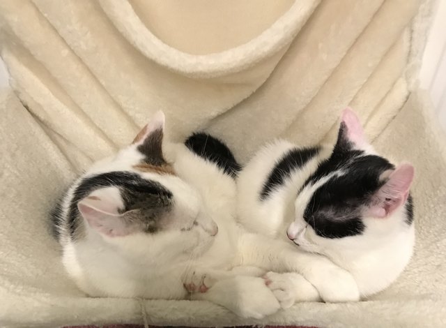 Cindy & Venus