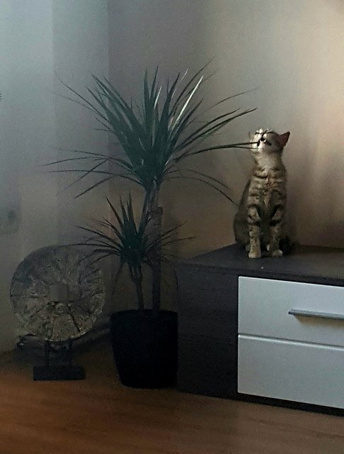 MIA, das ist kein Zahnstocher!