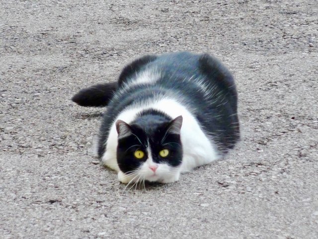 Ich warte auf die Maus