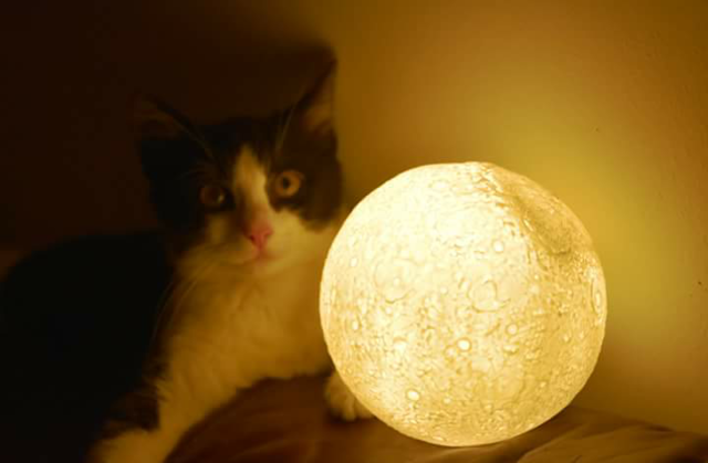 Fluxi und der Mond