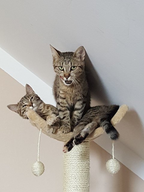 Katzenwäsche