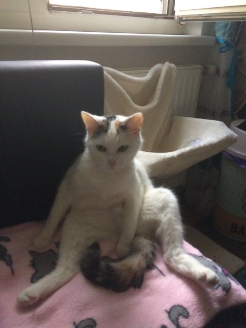 Venus