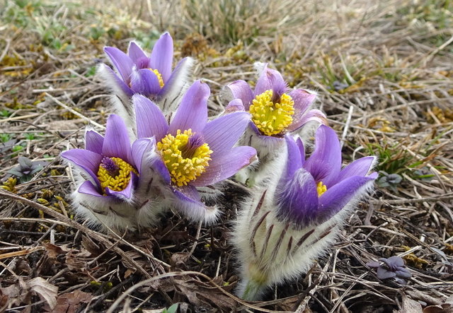 Die ersten Kuhschellen läuten in der Wachau den Frühling ein.