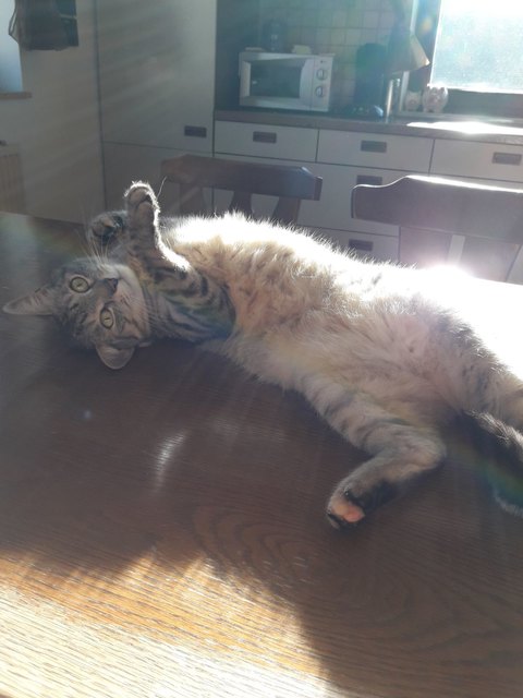 Sindysonne