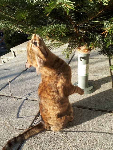 Ob sich auf den Weihnachtsbaum auch Vögel einnisten?
