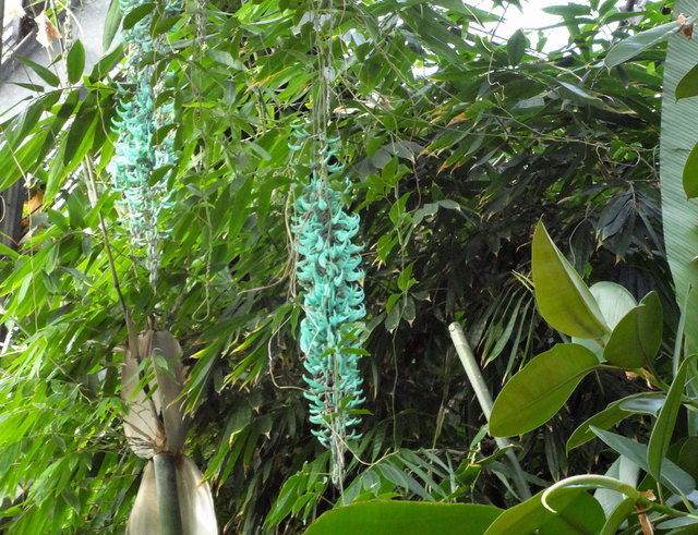 Jadewein, Strongylodon macrobotrys