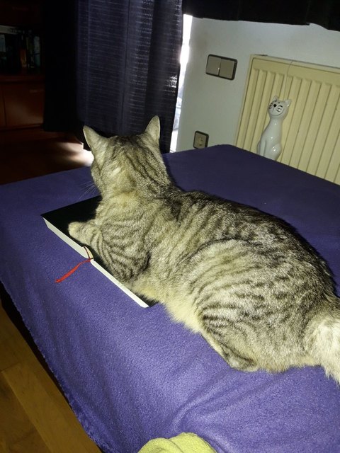 Kein Buch lesen