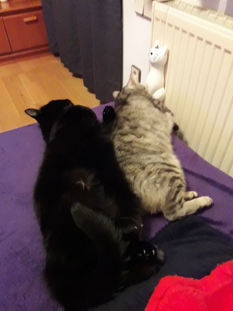 Kuscheln
