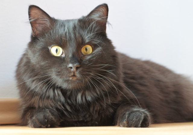 Schneller ans Ziel, flotter zum Vergnügen: Mit uns behältst du im Foto-Dschungel des Bezirksblätter-Katzenfoto-Gewinnspiels den Überblick