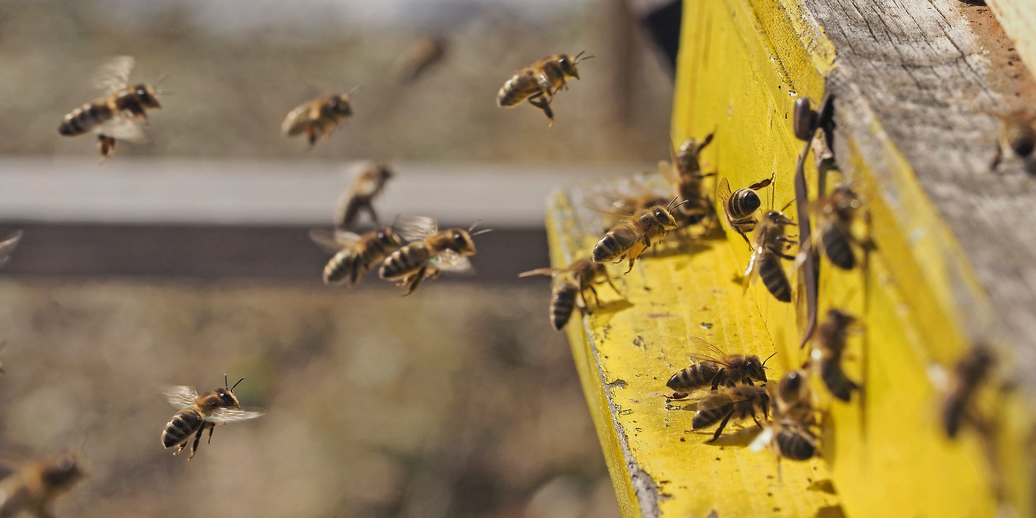 Große Freude die Bienen fliegen schon fleißig Pinzgau