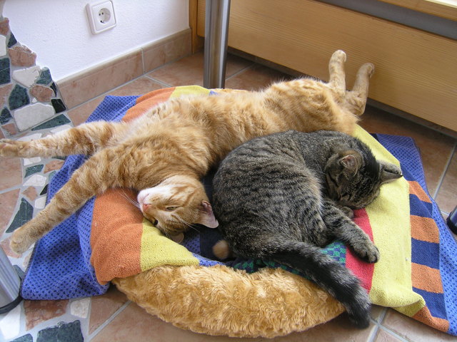 Simba und Molly, Platz ist im kleinsten Nesterl