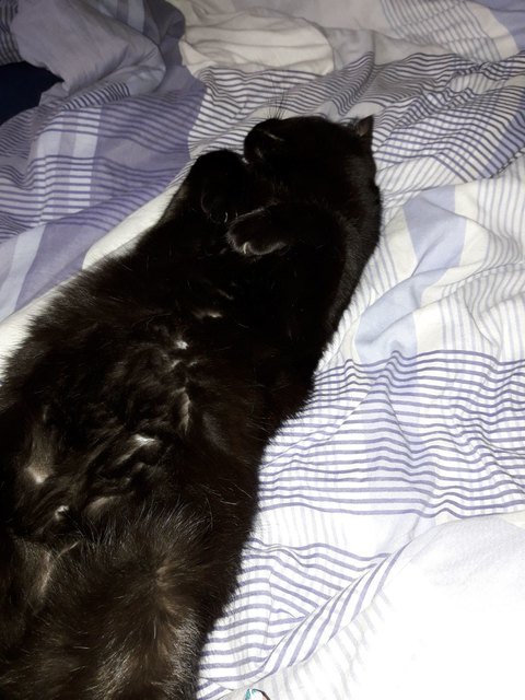 Rocky süss