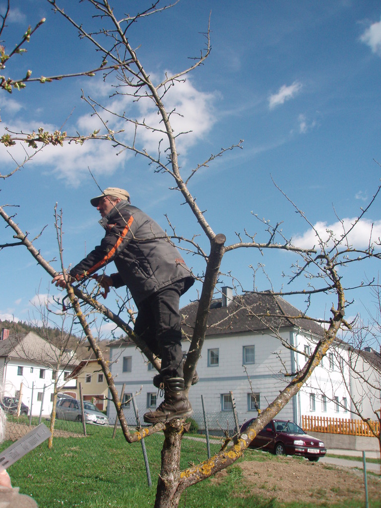 Baumschnitt Thema Auf Meinbezirk At